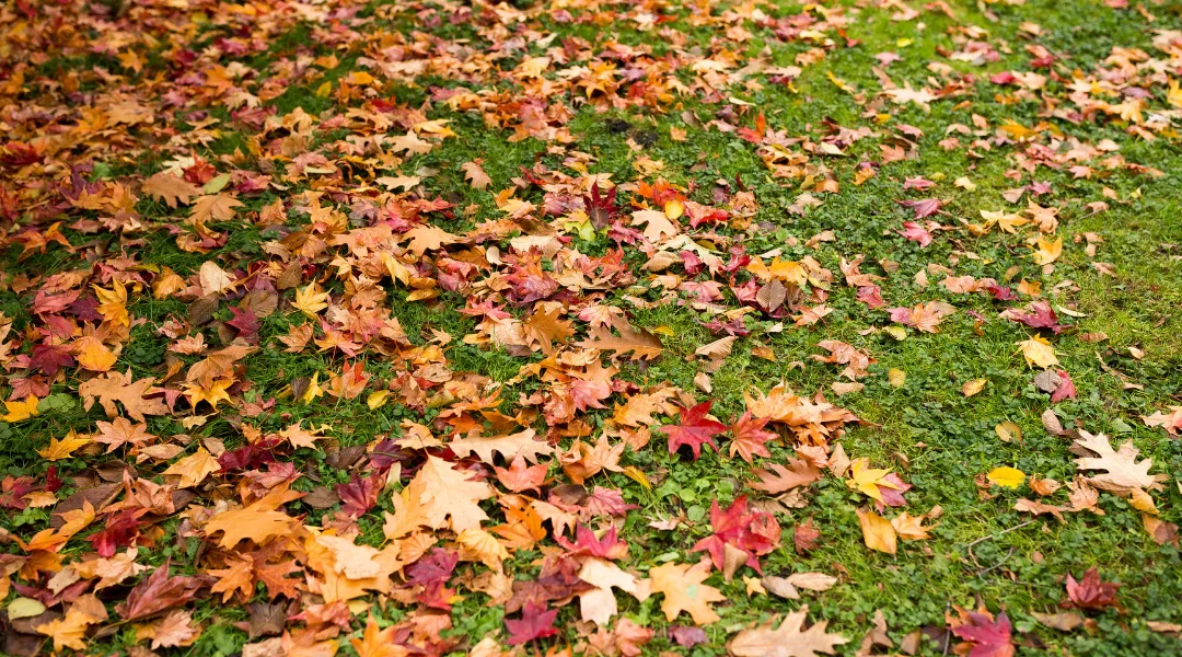 The Benefits of Leaf Removal: How to Keep Your Lawn Healthy