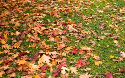 The Benefits of Leaf Removal: How to Keep Your Lawn Healthy