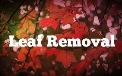 Why Not Cleaning Leaves from Your Lawn Can Be Harmful