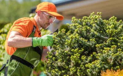 How To Maintain Your Trees In Summer
