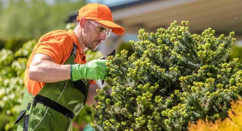 How To Maintain Your Trees In Summer