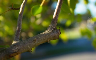 How To Avoid Tree Pruning Mistakes
