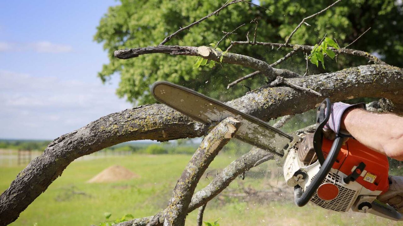 Seasonal Guide: Best Time Of Year For Tree Trimming