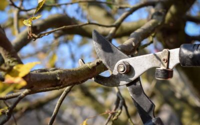 Signs It’s Time to Prune Your Tree: A Homeowner’s Guide