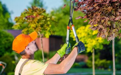 Tree Pruning Service in Northern Virginia: What To Expect
