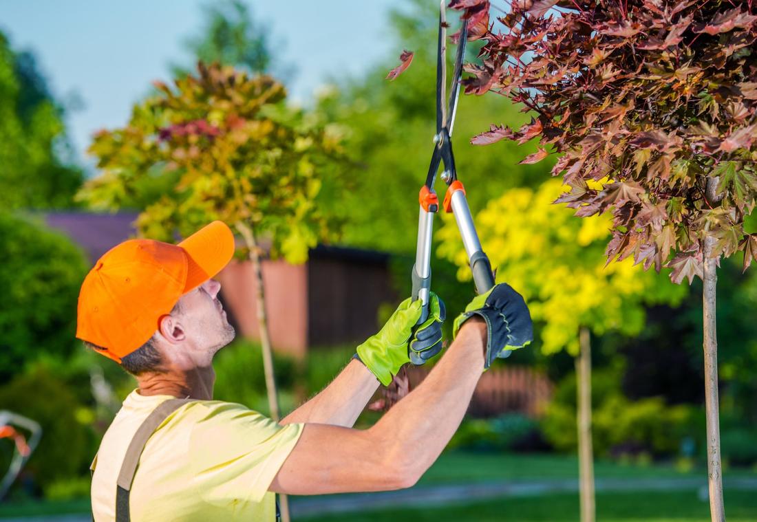 tree pruning service in northern virginia